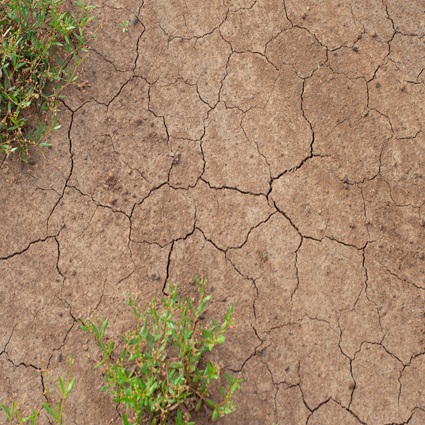 Climate-Resilient-Seeds-for-Extreme-Weather