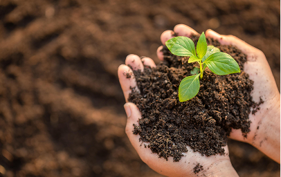 Soil Health Regeneration